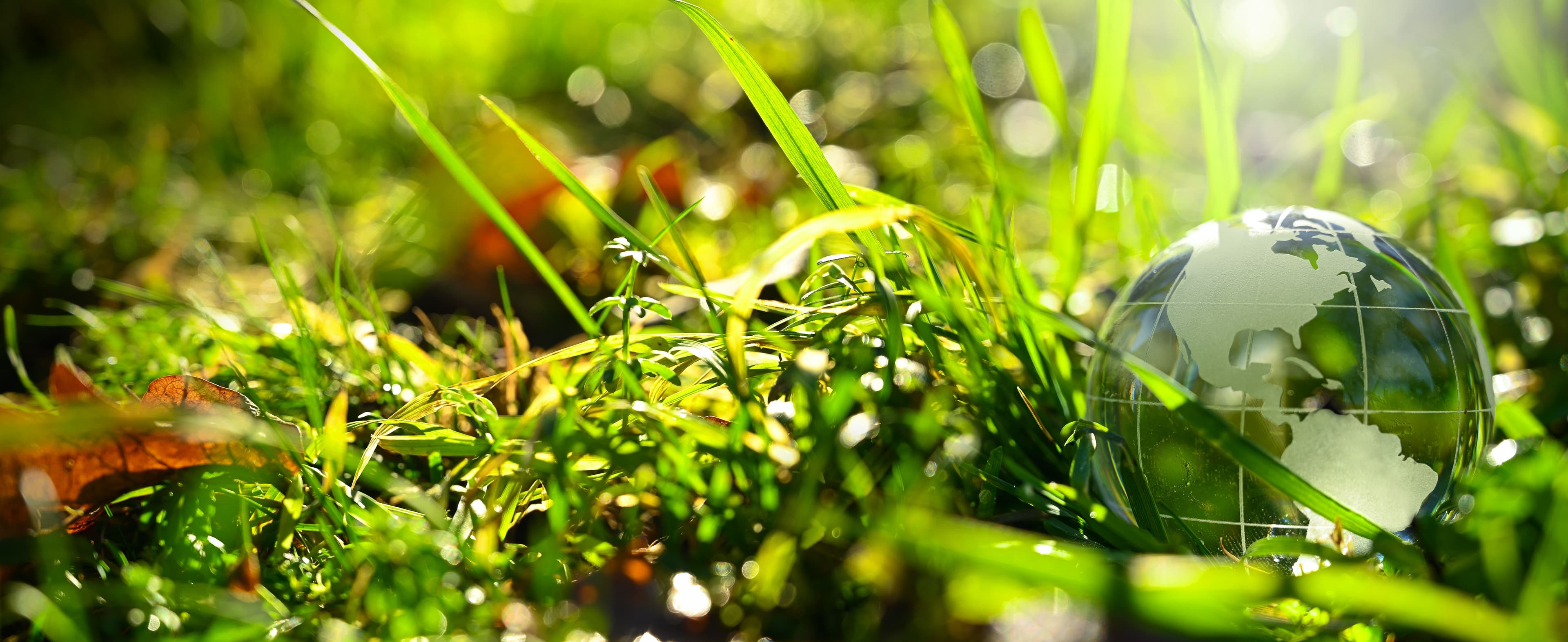 Environmental & Social Management